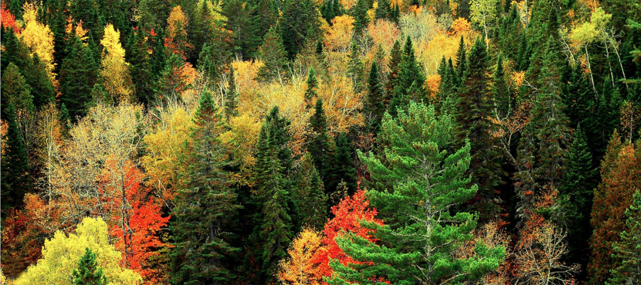 Environment & Natural Resources